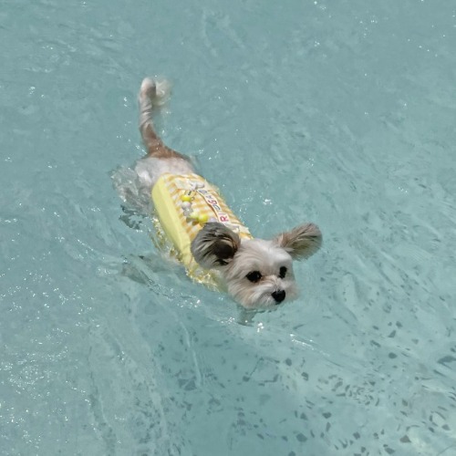 롤리팝 강아지 구명조끼 - 옐로우